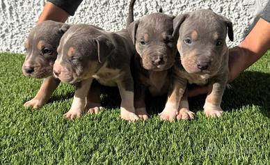American Pitbull terrier tricolore