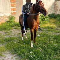 Mezzo cavallo