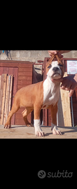 American Staffordshire Terrier (Amstaff)