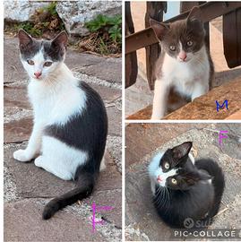 Gattini di 3 mesi trovati abbandonati