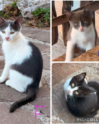 Gattini di 3 mesi trovati abbandonati