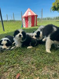 Border collie cuccioli selezionati