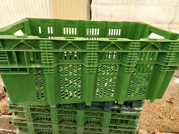 Cassette per uva o olive