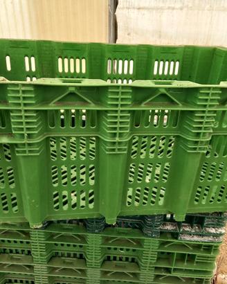 Cassette per uva o olive