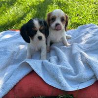 Cuccioli di cavalier king con pedigree enci