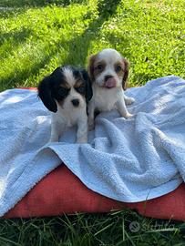 Cuccioli di cavalier king con pedigree enci