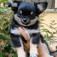 Cucciolo di chihuahua maschio 1 anno