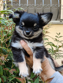 Cucciolo di chihuahua maschio 1 anno