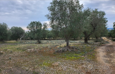Terreno agricolo con alberi di ulivi
