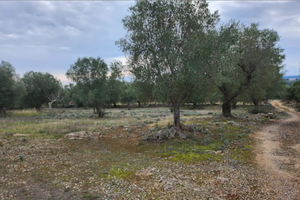 Terreno agricolo con alberi di ulivi