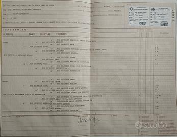 Golden Retriver inglese Disponibile per monte