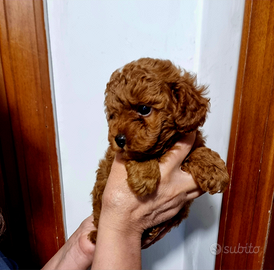 Barboncino toy maschio red