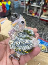 Pullo di Conuro del sole