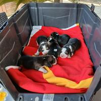 Beagle cuccioli