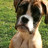 Cuccioli di Boxer