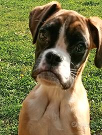 Cuccioli di Boxer
