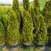 thuja