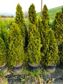 thuja