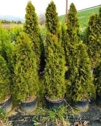 thuja