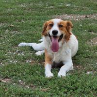 Leone, cucciolone in adozione