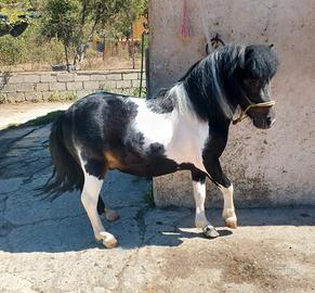 Pony