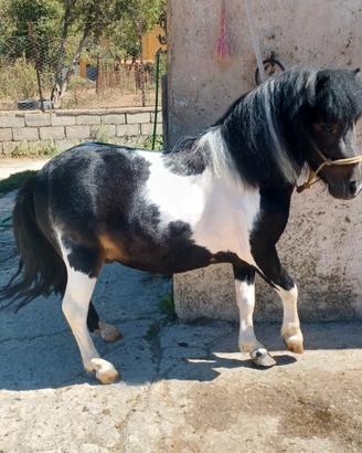 Pony