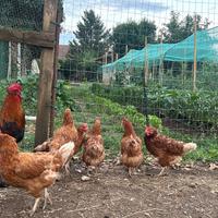 Galline Ovaiole