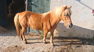 pony castrone 