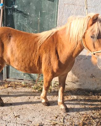 pony castrone 