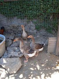 Ochette tolosa