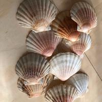 Conchiglie decorative