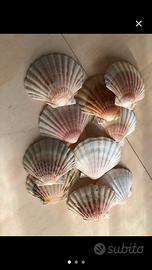 Conchiglie decorative