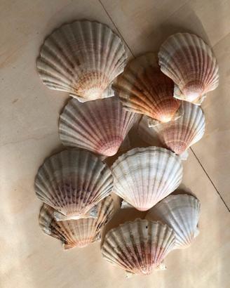 Conchiglie decorative