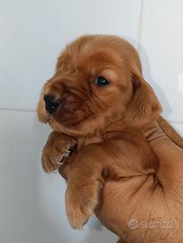Cuccioli di cocker (koker, kooker, chocher)