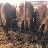 Manzette limousine iscritte