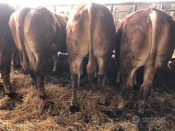 Manzette limousine iscritte