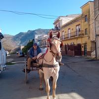 Puledro per carretto