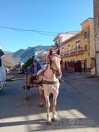 Puledro per carretto