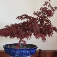 bonsai Acero rosso 