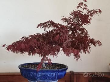 bonsai Acero rosso 