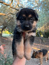 Cuccioli pastore tedesco