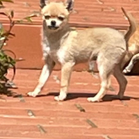 Incrocio spitz chiwawa