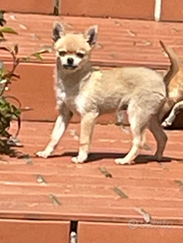 Incrocio spitz chiwawa