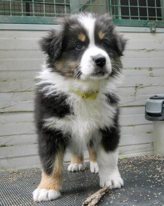 Cuccioli pastore australiano alta genealogia