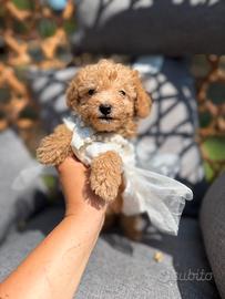 Teddy cucciolo barboncino piccolo