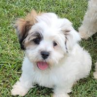 Cuccioli Shichon