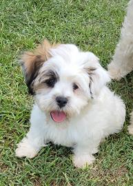 Cuccioli Shichon