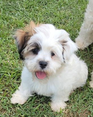 Cuccioli Shichon