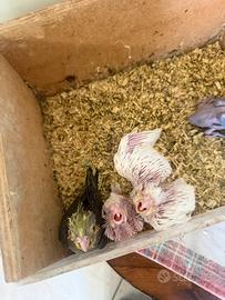 Pappagalli Calopsite