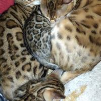 Bengal,pura sanGua,femmina 60 giorni